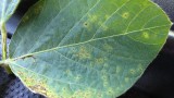Figure 8: Bacterial Blight in soybeans widespread across the county.