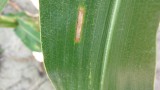 Figure 2. Gray leaf spot at low levels in a corn field northwest of Fremont.