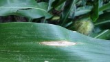Figure 1. Northern Corn Leaf Blight (NCLB) in a field near Nickerson.