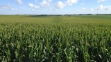 Figure 7. Most fields pollinating as this one is in this region of the county.