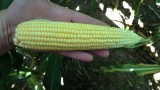 Figure 3. Dryland corn ear from the northwest part of the county.
