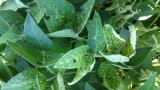 Figure 2. Foliar symptoms of SDS.