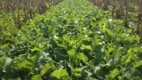 Cover crop after seed corn.