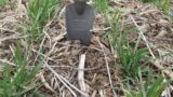 winter wheat Nebraska