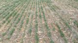 assessing wheat stand