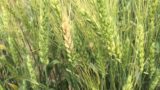 Fusarium head blight