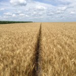 What’s Up This Wheat? July 9