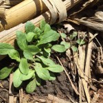KTIC Radio Extension Corner: Consider Fall Spraying for Marestail Control