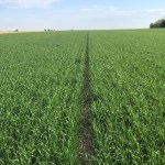 What’s Up This Wheat? May 20