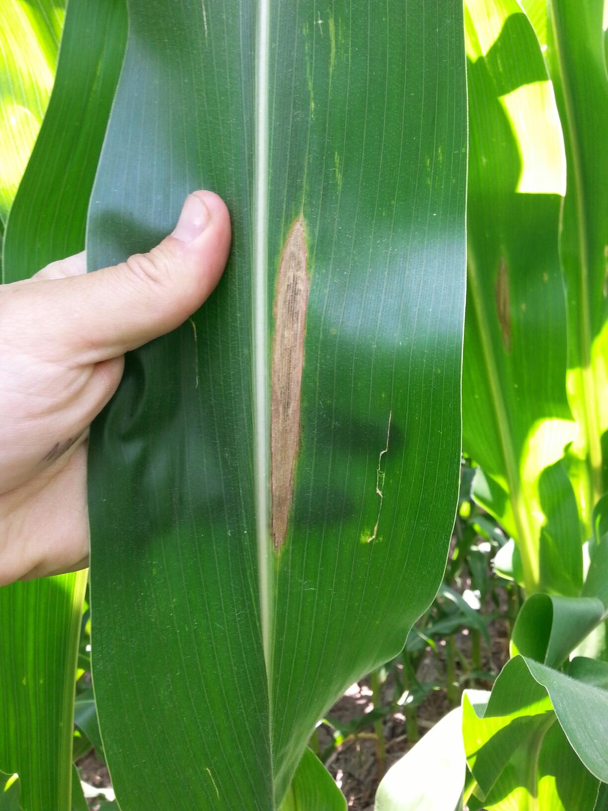 Northern Corn Leaf Blight 1979