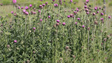musk thistle blooming