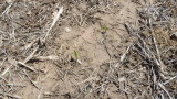 Growing degree days for corn emergence