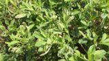 Freeze damaged alfalfa leaves