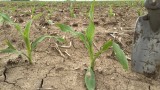 Corn seedlings at V2-V3 growth stage