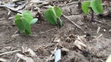 Delayed planted soybeans