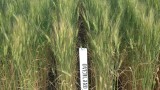 winter wheat variety trials