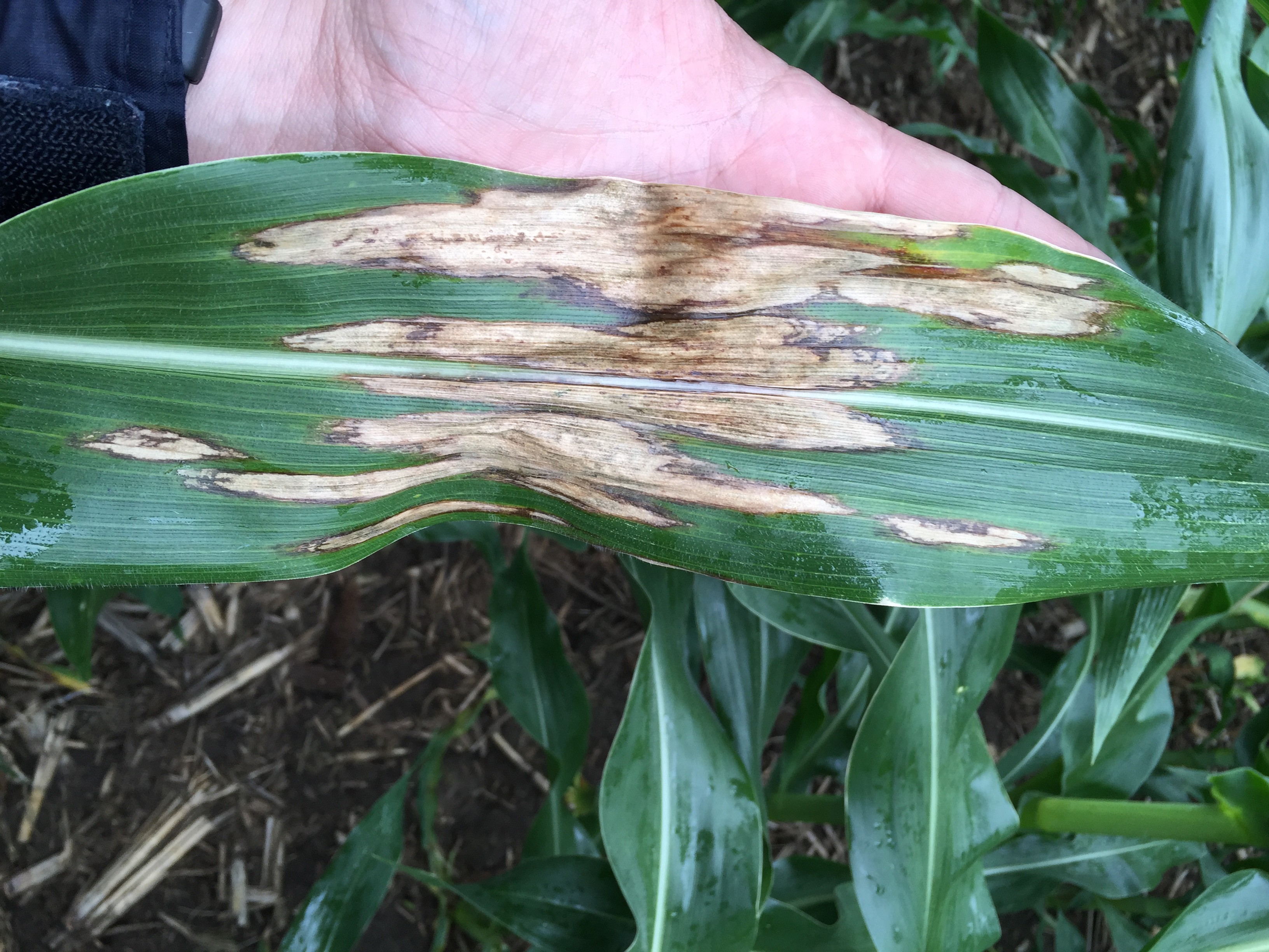 Northern corn leaf blight