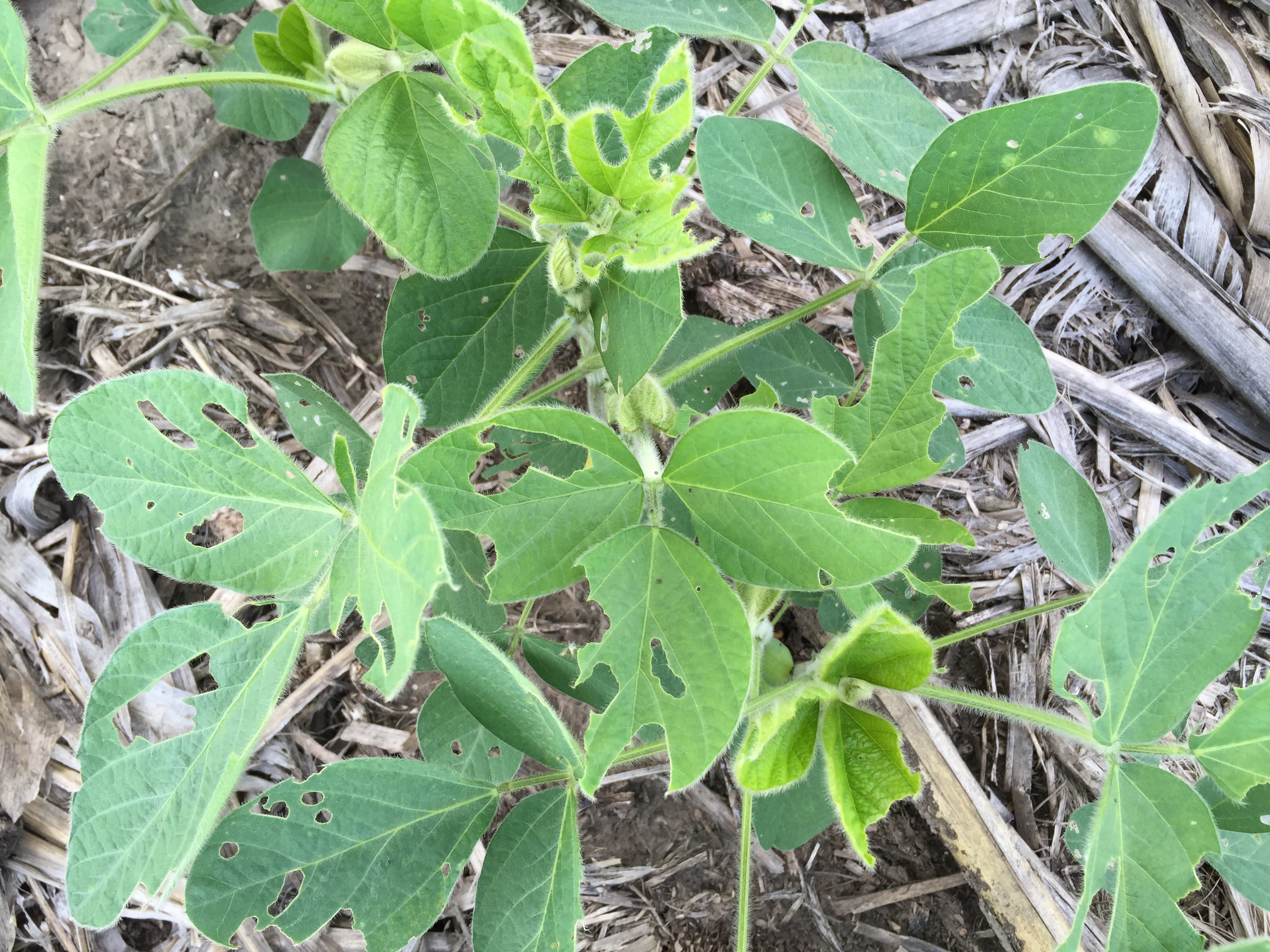 Defoliation from green cloverworms and thistle caterpillars.