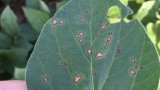 frogeye leaf spot in soybeans