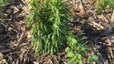 glyphosate-resistant marestail in soybeans