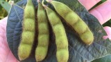 More 4-seed pods this year than normal.