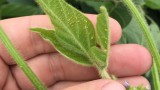 Soybean aphids on new leaf