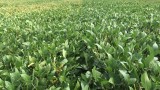 soybean variety difference