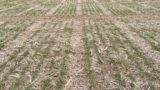 eastern Nebraska winter wheat variety trial