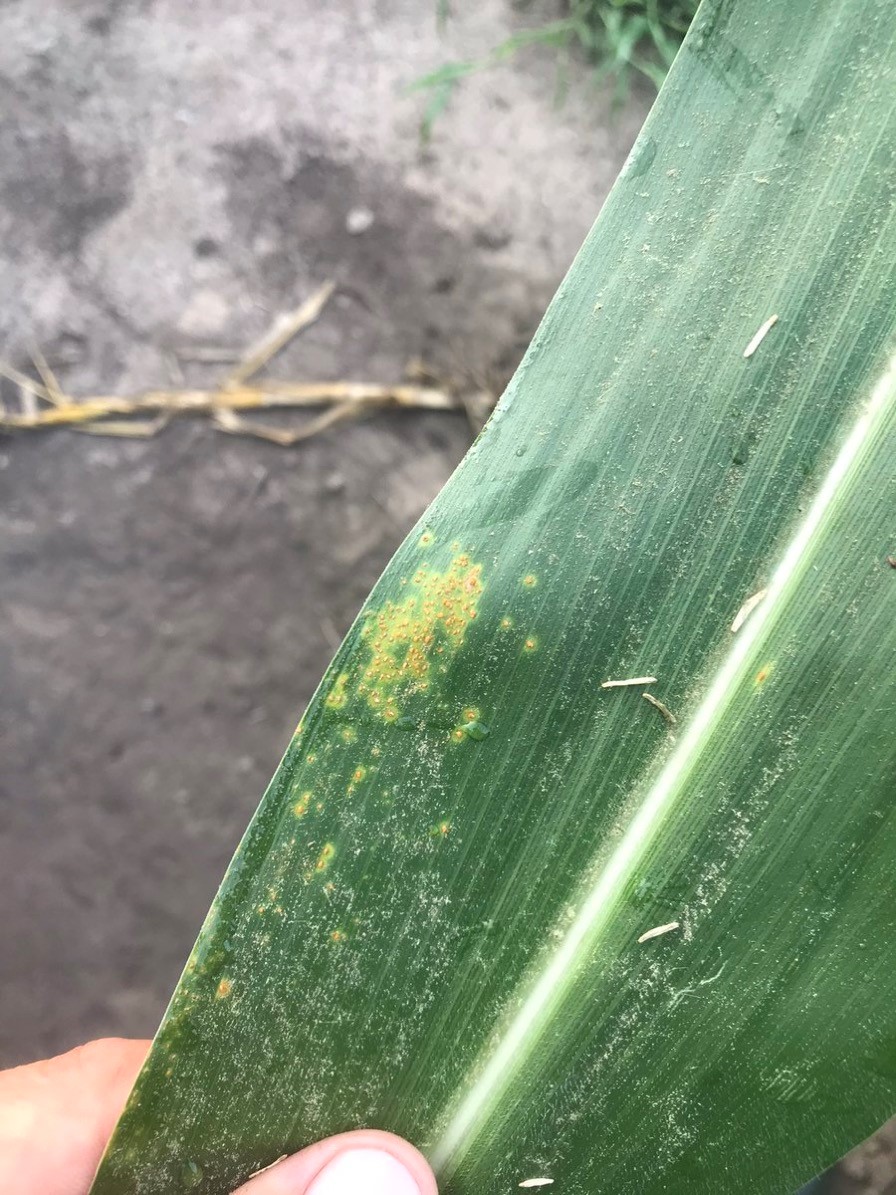 Southern Corn Rust found in Southeast NE