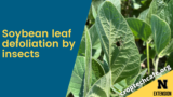 soybean defoliation